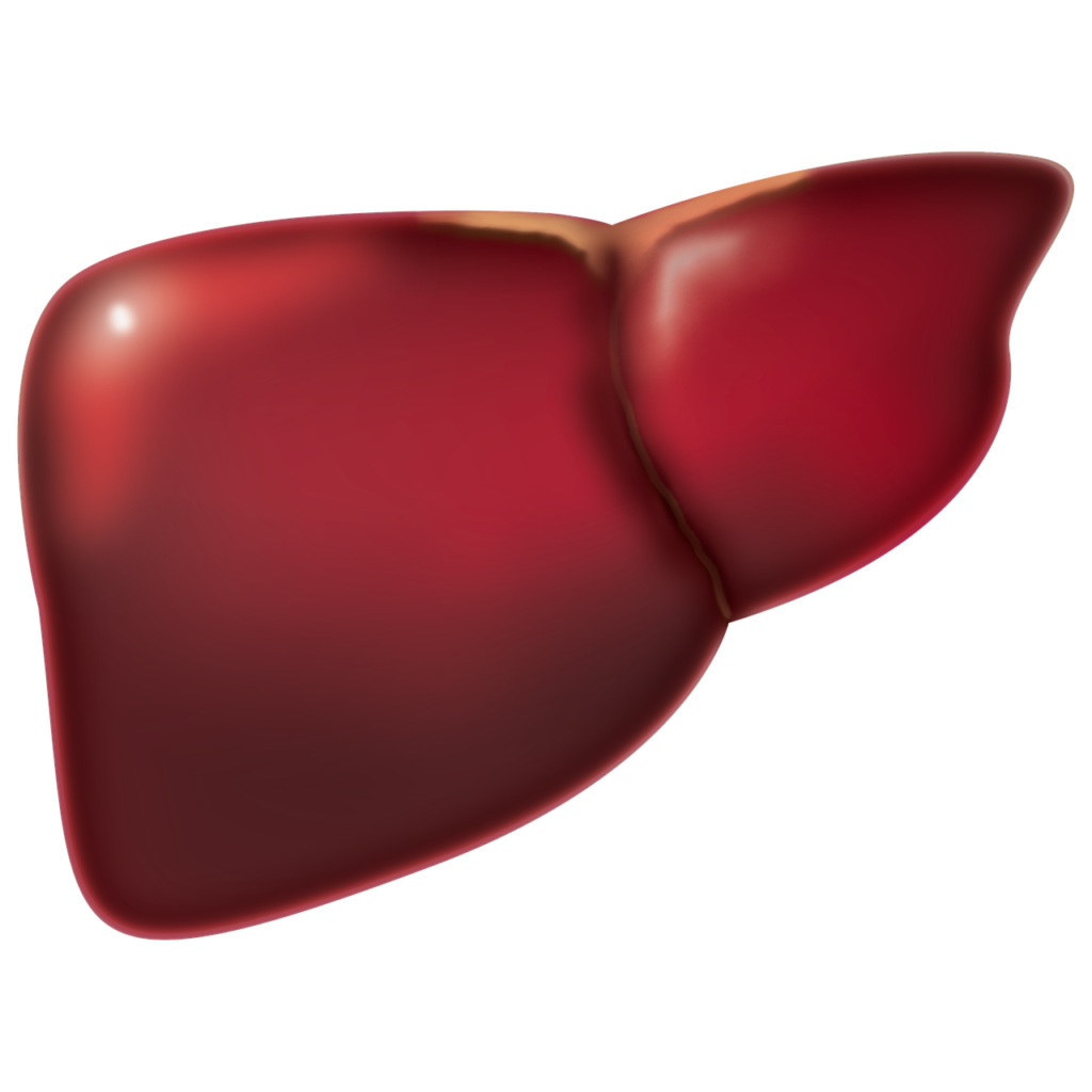 Is Fatty Liver Reversible.
 liver image 